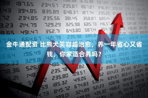 金牛通配资 比熊犬笑容超治愈，养一年省心又省钱，你家适合养吗？